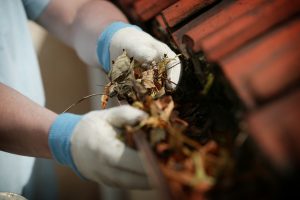 A person clearing leaves from a gutter while wearing gloves.