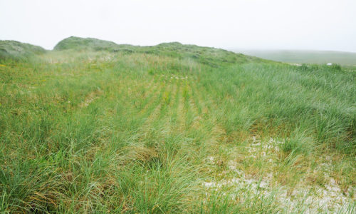 Shifting Sands at Links of Noltland