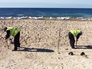 Two people in hi-vis vests planting on a sandy beach.