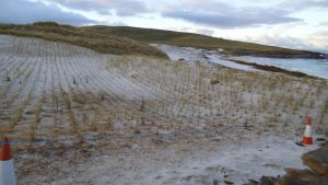 Newly planted grass on a sandy beach at Links of Noltland.