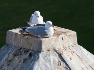 Seagulls sitting on a building's roof