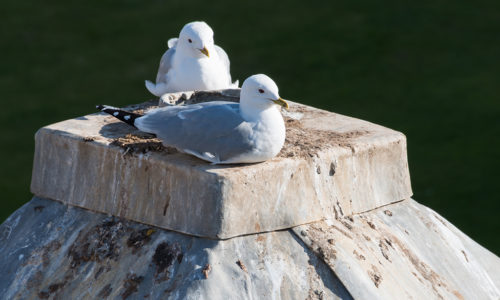 Bird Control in Scotland’s Older Buildings