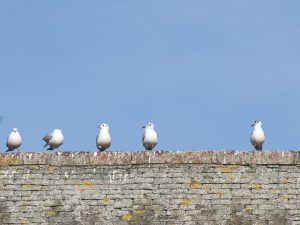 Seagulls sat on top of a wall