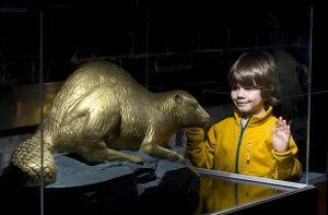 A child looks at an exhibit of a golden beaver statue