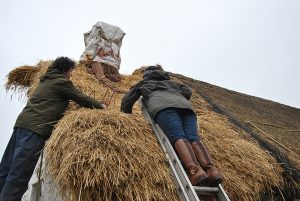 Two people up ladders repairing a thatched roof