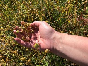 A field of flax pods with a hand holding some of the pods