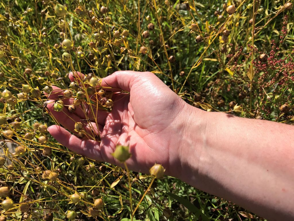 A hand holding flax in a field