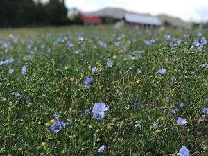 Blue flowers in a field