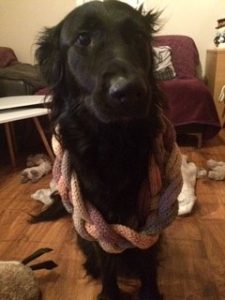 A dog wearing a knitted scarf
