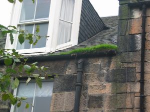 A close up of a stone building with grass building up in the gutters