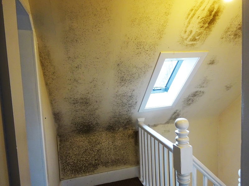 A house with a mould wall in the hallway