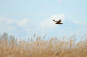 A marsh harrier in flight. The bird is a small hawk, flying over a reed bed in front of blue sky and clouds. The bird is grey and brown and is looking down into the reeds as it flies.