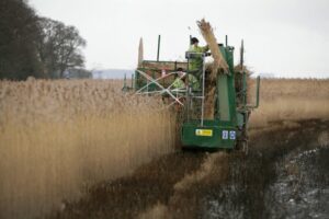 A harvesting machine, threshing and gathering the cut reeds by the side of a river. One person is driving and another stands in the middle, pulling baled batches of reeds as the machine moves along.