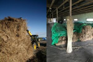 Two images of thatch harvesting side by side. The first shows a tractor stacking piles of thatch in a field at dusk, the second a bunch of tied thatch standing up against others in a warehouse.