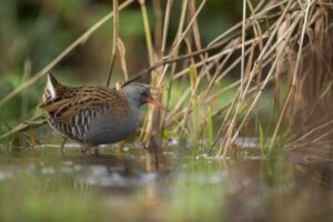 A water rail wading in water surrounded by reed stalks. The bird is brown and grey with speckled plumage and a long beak.