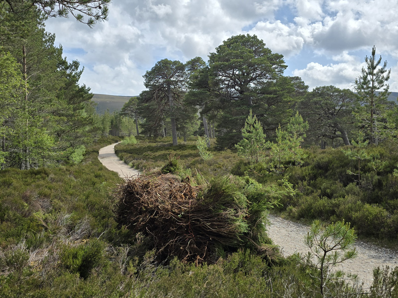 A large bundle of heather sitting beside a footpath in the forest