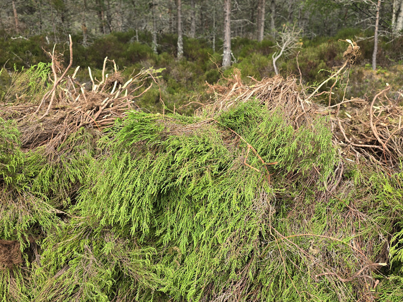 A large pile of green heather bundles in a forest