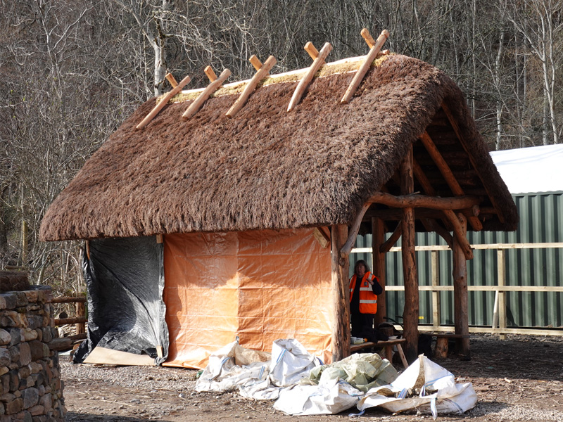 A thatched hut under construction with a pitched roof and wooden crucks exposed from the top of the roof.