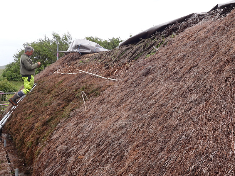 A person up a ladder working on a roof thatched with a brown grass material