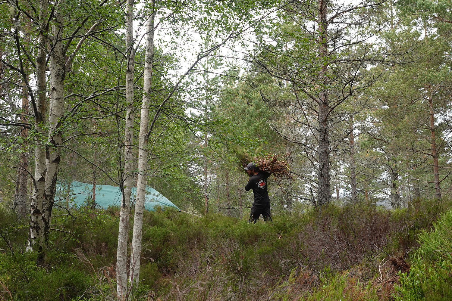 A person carrying a large bundle of heather on their shoulder in a forest