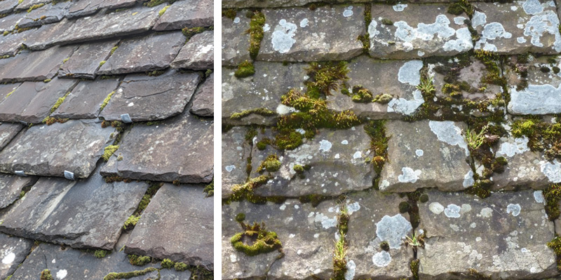 Two close-up images of flagstone roofs, showing some moss and lichen growth